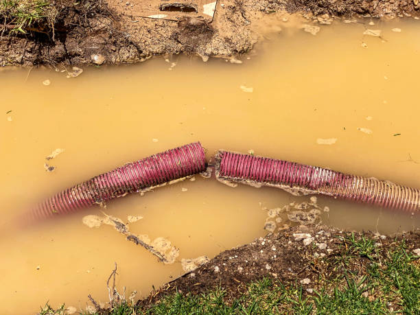 Best Professional water damage repair  in Grand Mound, WA